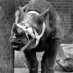 March 1990 Injured Rhino Print March 1990 Injured Rhino Print