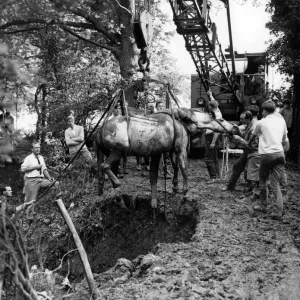 Rescue of Rebel Fair Cygnet: 12ft. Deep Hole Print Rescue of Rebel Fair Cygnet: 12ft. Deep Hole Print