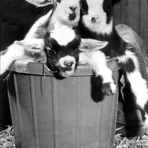Coombe Abbey Pygmy Goats Print 11th March 1980 Coombe Abbey Pygmy Goats Print 11th March 1980