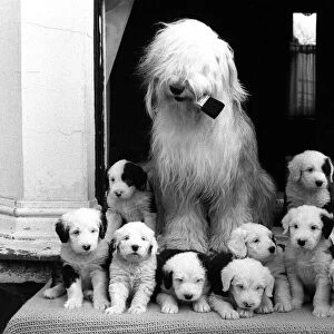 Mrs Dulux, an Old English sheepdog, and her litter of sheep dog puppies sit on the front