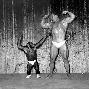 Muscle man John Grimek flexing his muscles with Marquis the Chimpanzee at the London