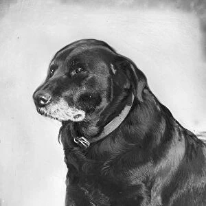 Nelly Bligh, the dog. This dog, called Nelly Bligh, owned by Mr Mallion