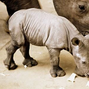 A newly born white rhino at Blackpool Zoo named Nykasi pictured with its mother Mopane