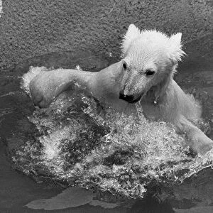 Paddiwack the London Zoo Polar Bear cub takes his first plunge into his pool