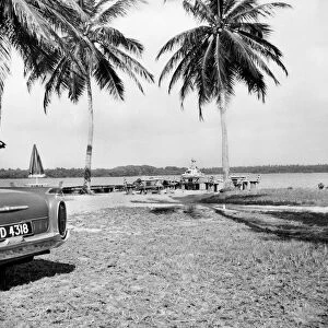 Palm Trees and Beach House in Tobago. May 1960 M4289-004