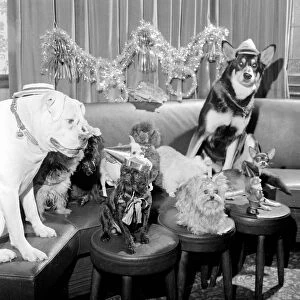 A party for dogs was held at the Devenshire Arms, Moreton Street, Pimlico