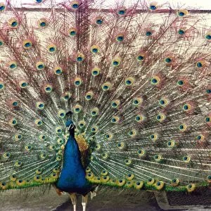 A Peacock with his tail fanned out
