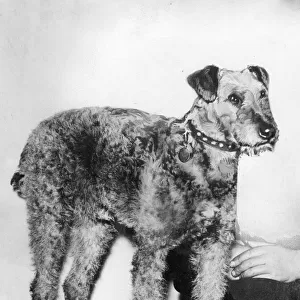 Pedro the dog. Owned by Mr J Longwell, Helendale, Cumbernauld, near Glasgow