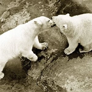 Polar Bears kissing Jaunary 1982