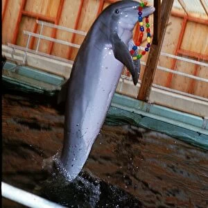 A porpoise at Marineworld doing tricks Circa 1980