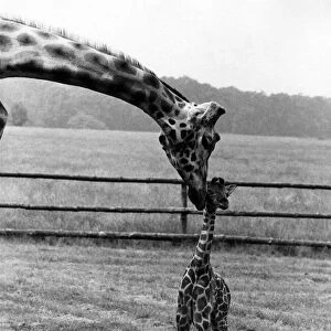 Proud parent Tosen the giraffe nuzzles baby-long-legs. July 1978 P011760