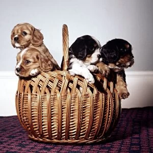 Four puppies carmmed in a wicker basket February 1967