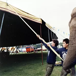 Rani the elephant helping to put up the big top with two boys when the Gerry Cottle