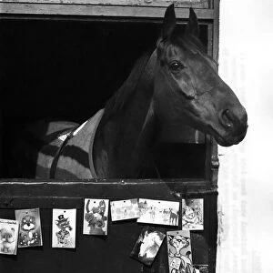 Red Rum back home in his stable after winning the Grand National for the third time