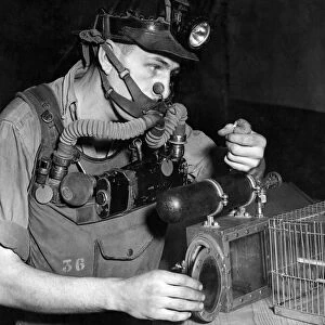 A Rescue man in the mines with his assistant the canary. January 1951 P017722
