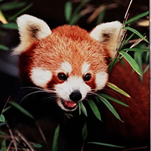 Rufus the rare Red Panda born at Edinburgh Zoo - November 1997