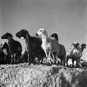 At the sea shore near the ruins of Salamis Cyprus the Shepherds drive their sheep into
