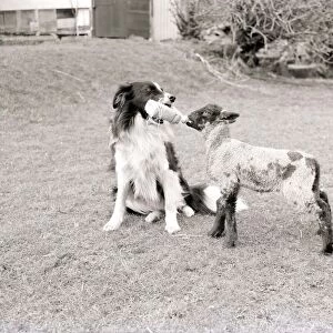 A Sheepdog feeding a lamb from a baby bottle March 1956