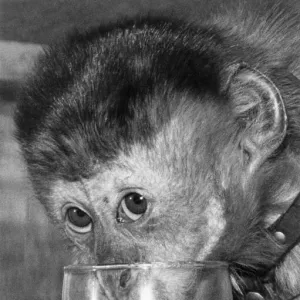 A Sherry Aperitif for Cheeky the monkey. April 1977 P000331