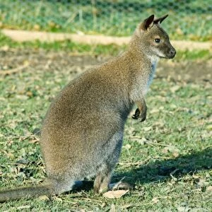 A still silent wallaby