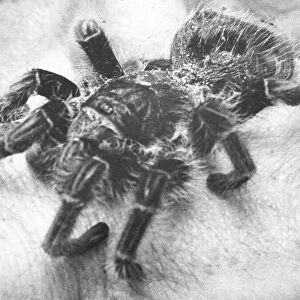 This tarantula caused a scare in Whitley Bay in January 1991 when it was found by