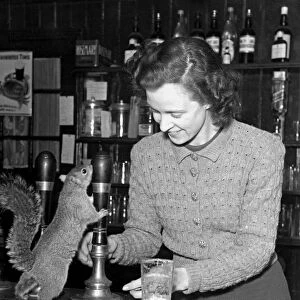 A thirsty squirrel is a regular guest at the New Cock Inn in Hildenborough in Kent