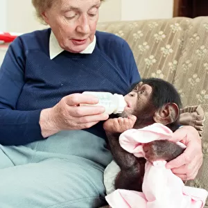 Twycross Zoo where baby chimp Tommy (3 months) is fed by Nathalie Evans