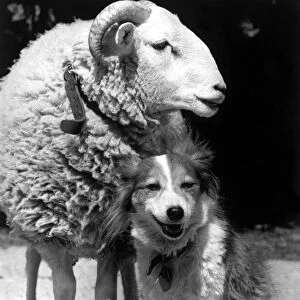 An unlikely friendship of dog and sheep Dog Welfare Centre, Stokenchurch