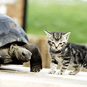 Four week old kitten with Lightning the ten year old tortoise at their owners home in