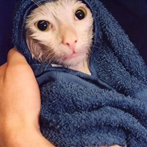 A white tom cat called Sidney getting warmed and dried in a towel after having a good