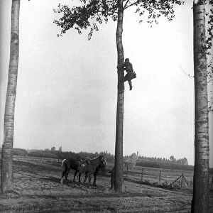 World War One Soldier climbing tree September 1914