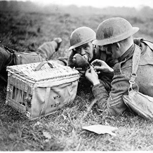 WW2 Sending message by carrier pigeon Oct 40 two soldiers attaching message to