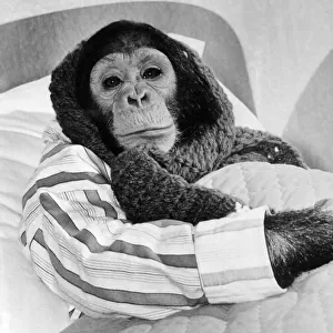 Four year old Jill the Chimp is under the weather. She