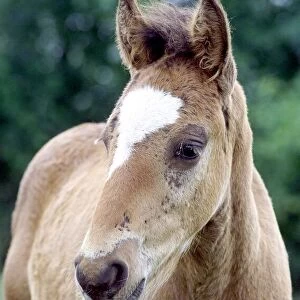 Young foal whos mother has been taken away by the council leaving the foal pining