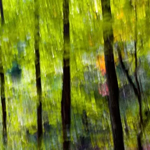 Abstract Tree Blurs on Coontree Trail - Pisgah National Forest - near Brevard, North Carolina USA