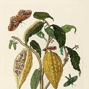 Cocoa Plant, Caterpillar, Butterflies, 1705