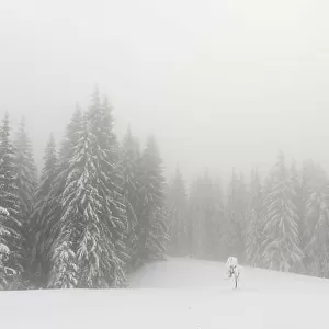 Fantastic winter landscape with snowy trees in foggy mountains. Carpathian mountains, Ukraine, Europe. Christmas holiday concept