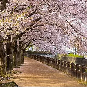 Himeji, Japan spring time park walkway with cherry blossoms