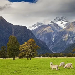 Landscape with snowy mountains and grazing sheep, Fox Glacier view, Southern Alps, New Zealand