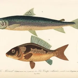 S Collection: Silver Carp
