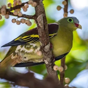 Pigeons Collection: Thick Billed Green Pigeon