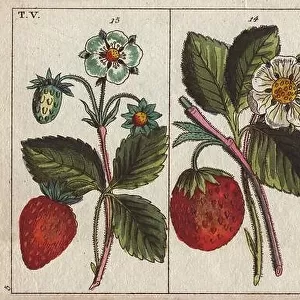 Varieties of strawberries with flowers and ripe and unripe fruits depicted... Fragaria sp... Handcolored copperplate engraving from G. T