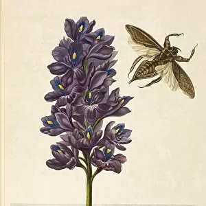 Water Hyacinth, Water Bugs, and Tree Frogs, 1705