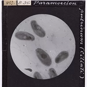 Ciliate protozoa, Paramecium putrinum, enlarged under a microscope
