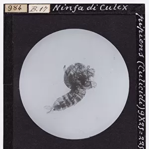 Nymph of Culex pipiens (Culicidae), enlarged under the microscope