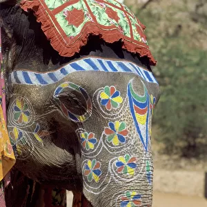 Royal elephants in Jaipur