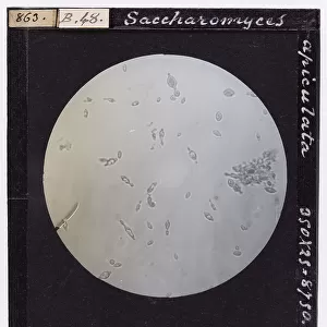Saccharomyces apiculata: microscopic, unicellular fungus, of the Ascomycetes, enlarged under a microscope
