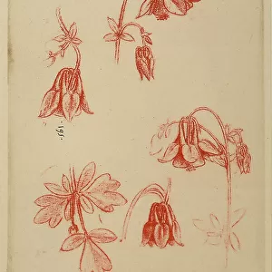 Study of flowers, red pencil drawing on white paper by Leonardo da Vinci and preserved at the Royal Library of Windsor