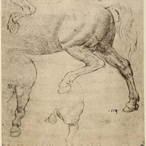 Study of a running horse, pen drawing on gray paper by Leonardo da Vinci and preserved at the Royal Library of Windsor