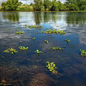 Louisiana, Louisiana's Swamp, wetland fields